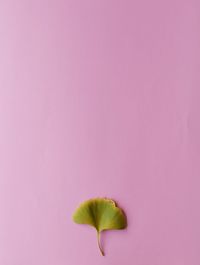 Close-up of pink flower over white background