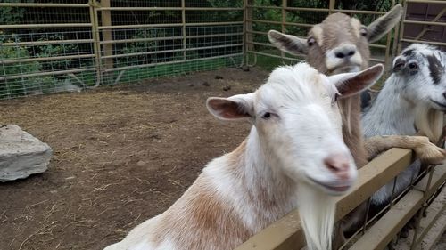 View of an animal in pen