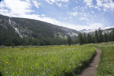 Scenic view of field against sky