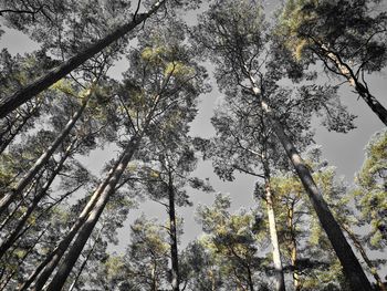 Low angle view of trees against sky