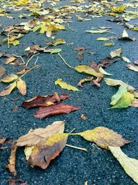 High angle view of maple leaves fallen on ground