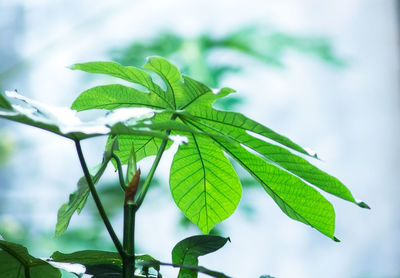 Close-up of green leaves