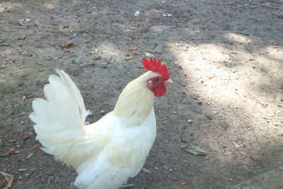 High angle view of rooster on street