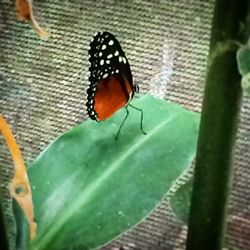 Close-up of butterfly on plant