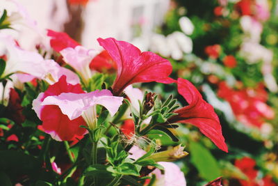Close-up of red flowers blooming outdoors