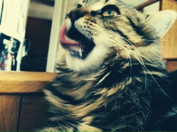 Close-up portrait of a dog