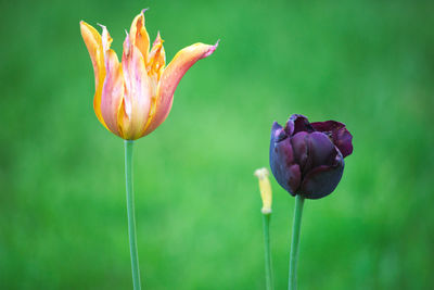 Close-up of purple tulip