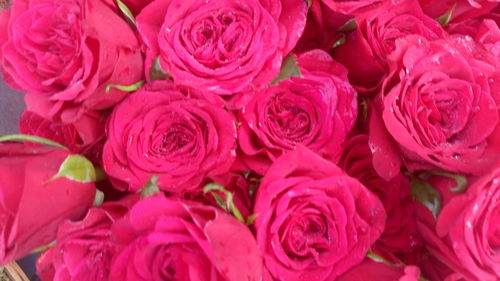 Close-up of pink rose