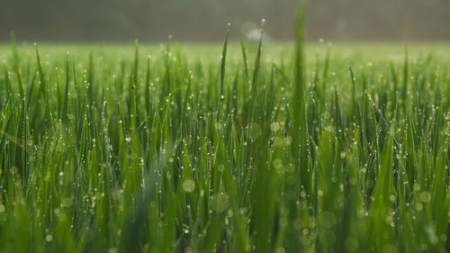 Close-up of wet grass on field