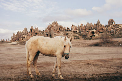 Horse in the desert