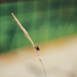 Close-up of insect on plant