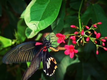 Close-up of butterfly on flower