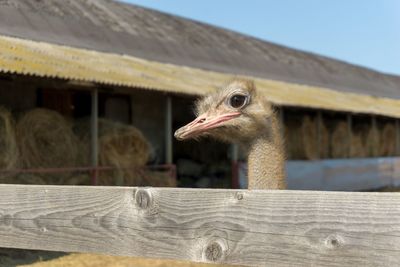 Close-up of bird on wood