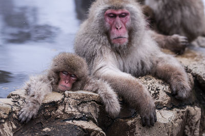 Monkey sitting on rock