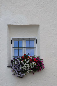 Flowering plants against white wall of building