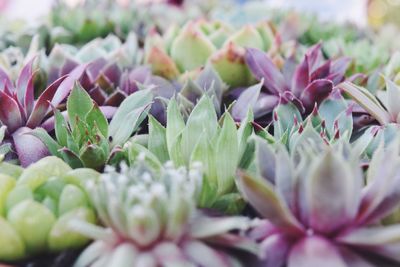 Close-up of purple flowers