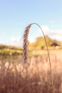 Close-up of wheat field