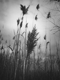 Plants growing on field