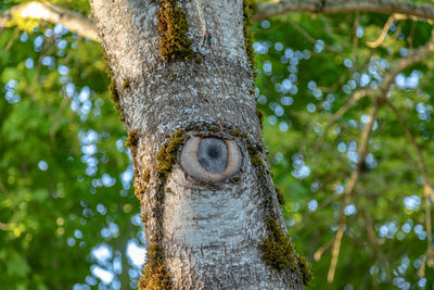 Low angle view of a tree