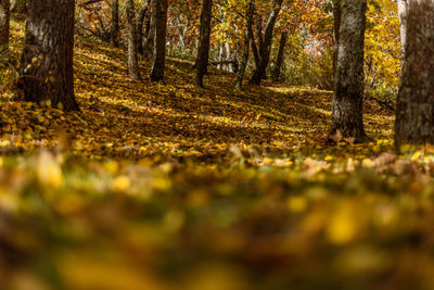 Surface level of autumn trees in forest