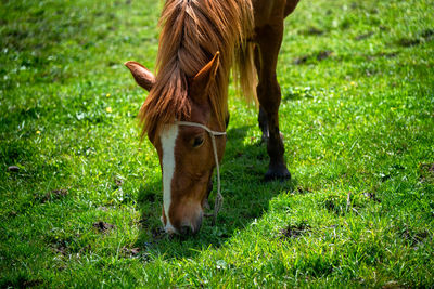 Horse grazing in field