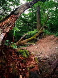 View of tree trunk in forest