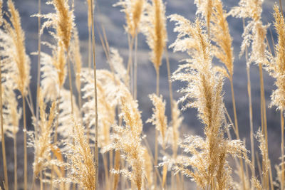 Yellow and golden plants background with sunlight