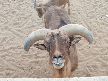 Portrait of sheep on sand at beach