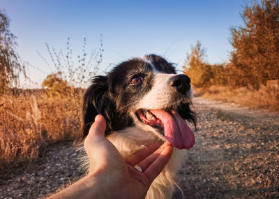 Close-up of a hand holding dog