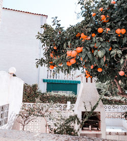 Orange tree by building against sky during winter