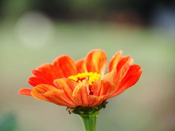 Close-up of orange flower