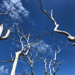 Low angle view of bare tree against blue sky