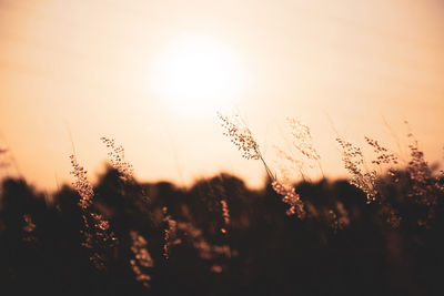 Grass flowers with beautiful warm sunshine ,meadows with fair light from the sun-vintage style