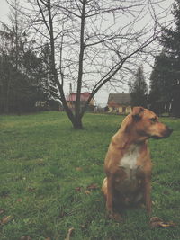Dog looking away on field