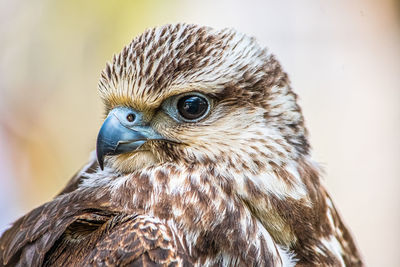 Close-up of bird