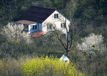 Trees and plants growing on field by house in forest