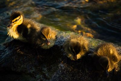 High angle view of ducklings in water