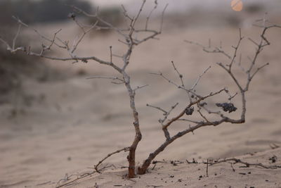 Close-up of bare tree on sand