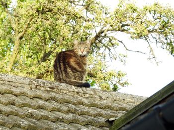 Low angle view of cat on tree against sky