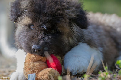 Close-up of dog looking away