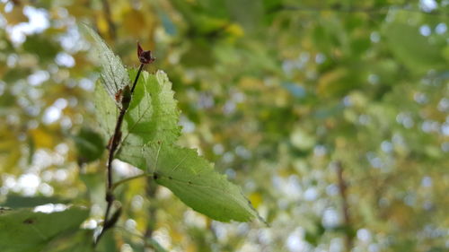 Close-up of insect on plant