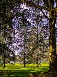 Trees in park