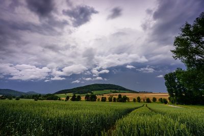 Scenic view of agricultural field against sky