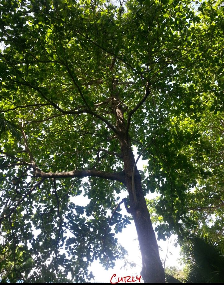 tree, low angle view, branch, growth, tree trunk, green color, nature, tranquility, forest, day, beauty in nature, outdoors, no people, lush foliage, sky, tranquil scene, scenics, tall - high, sunlight, leaf