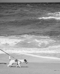 Side view of dog walking on beach