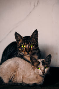 Close-up portrait of cat