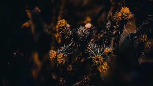 Close-up of flowers blooming outdoors