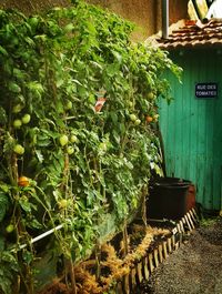 Potted plants in yard