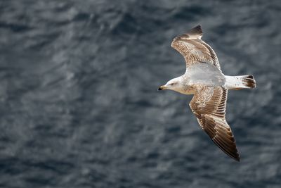 Seagull flying in the sea