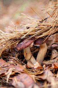 Close-up of dried plant on land